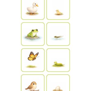 Jonge dieren - Verbanden leggen